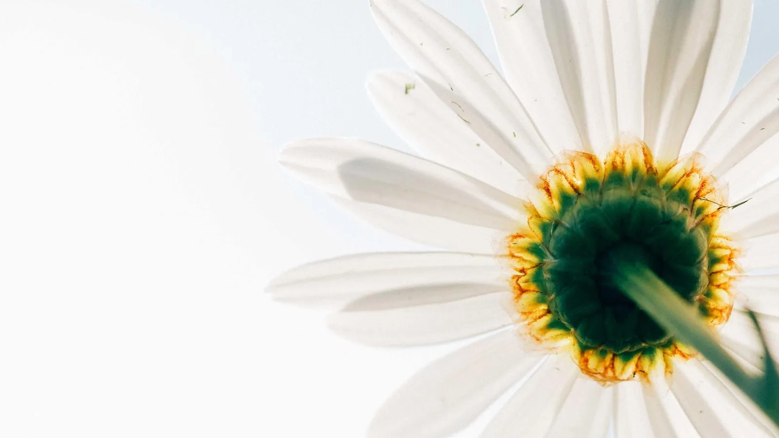 What Is White Label Web Design? (The Non-Fluffy Answer)